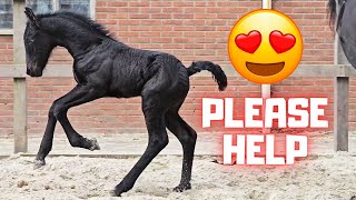 Please help! | All horses at Stal G | Blue eyes | Treats | Friesian Horses