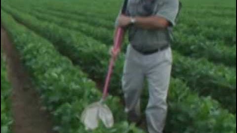 Pest Sampling with a Sweep net