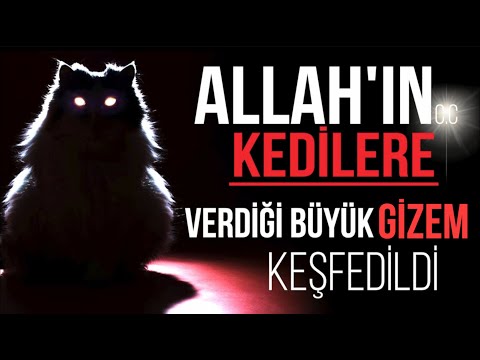 YOK ARTIK! ALLAH'IN KEDİLERE VERDİĞİİ BÜYÜK GİZEM KEŞFEDİLDİ.