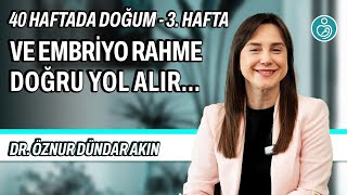 3. hafta gebelik videosu