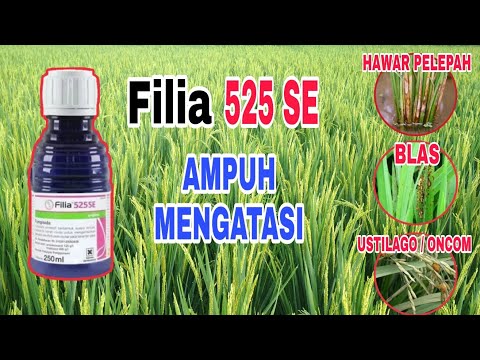Video Manfaat dan Keunggulan Fungisida FILIA 525 SE - youtube