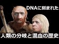 日本人がネアンデルタール人とデニソワ人から受け継いだDNAの新たな推計値が判明～ゲノム解析で明らかになる現生人類（ホモ・サピエンス）、ネアンデルタール人、デニソワ人の分岐年代と複雑な遺伝的交流の歴史～