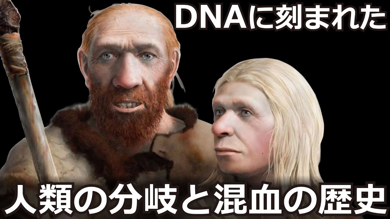 日本人がネアンデルタール人とデニソワ人から受け継いだdnaの新たな推計値が判明 ゲノム解析で明らかになる現生人類 ホモ サピエンス ネアンデルタール人 デニソワ人の分岐年代と複雑な遺伝的交流の歴史 Youtube