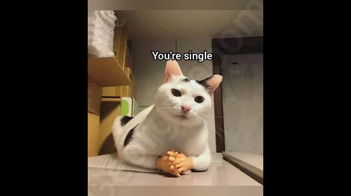 Nobody wants us #georgieebom #cat #funny #fyp #memes