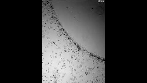 Cell migration under an agarose spot