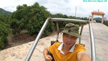 Đón Các Bạn Hà Nội Về Bẻ Vải Thiều Lục Ngạn Và Giới Thiệu Siêu Xe Chở Vải I Núi Đồi Lục Ngạn