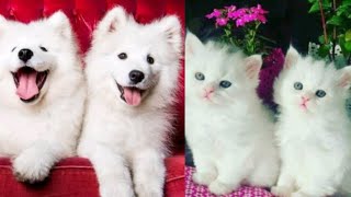 funny dogs and cats compilation/ cute animal video  part 10.Funny Pets' house