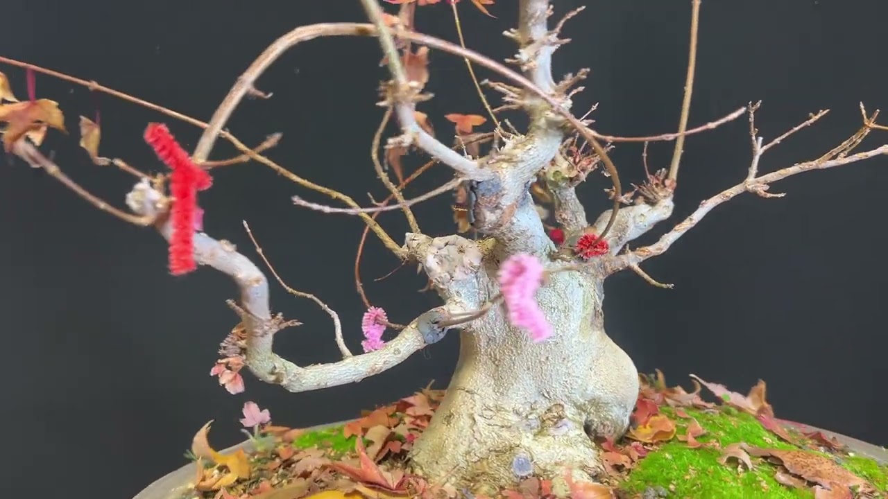 Сезонная серия уроков по бонсай от ABAS, сессия 16 декабря 2025 г. Уход за кленом зимой.