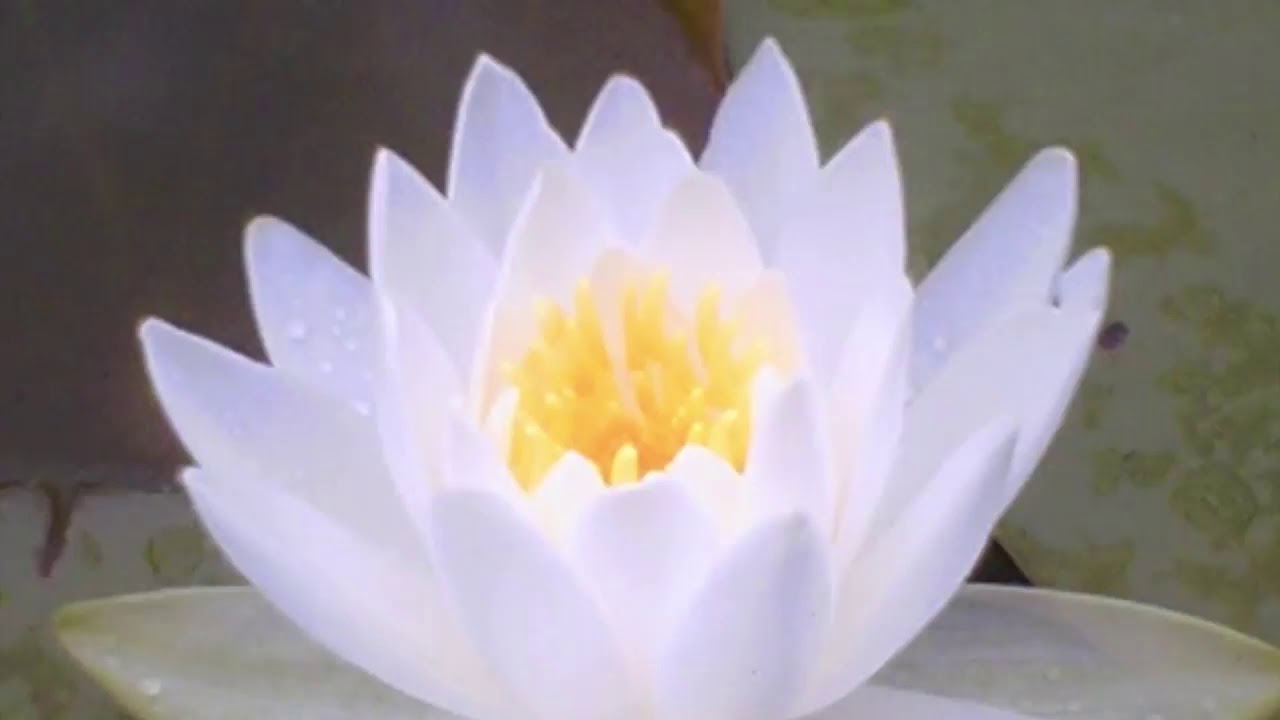 Watch Gongyo - Very Fast with 5 minutes Daimoku on YouTube Watch Gongyo - Very Fast with 5 minutes Daimoku on YouTube