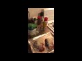 Chicken parm tutorial  by anthony trucco