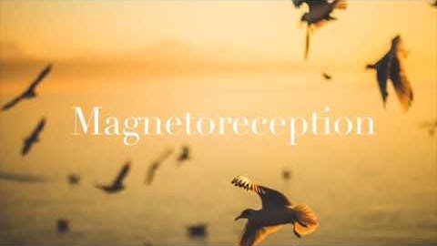 Magnetoreception in Birds