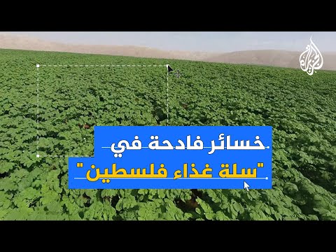70٪ خسائر زراعية في طوباس بسبب إجراءات الاحتلال العقابية
