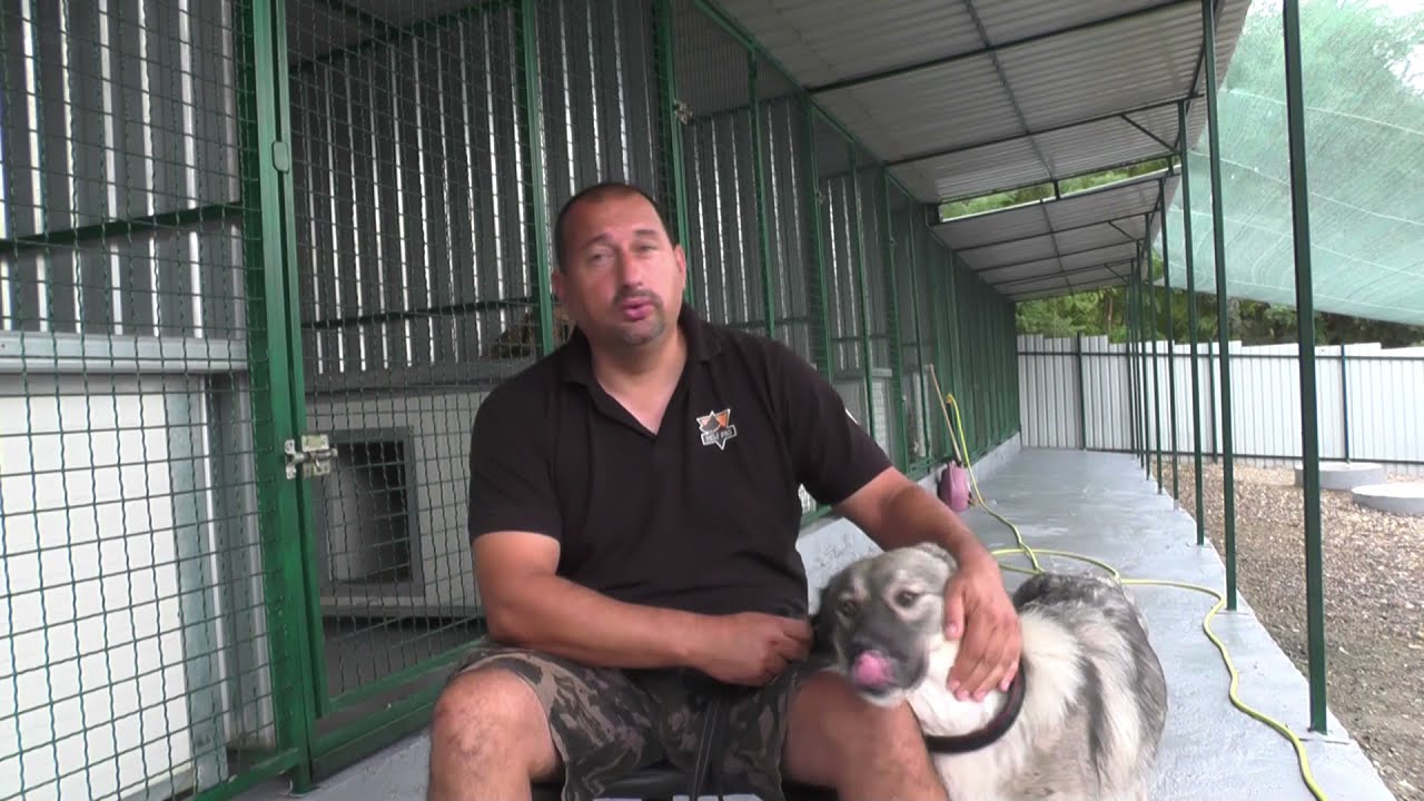 O šarplanincu koji je ubio svoju vlasnicu! (2021)