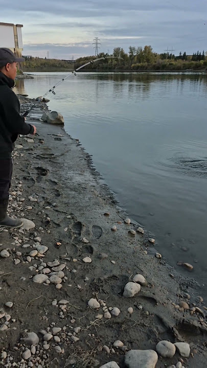 This Spot is LOADED with SUCKER  Fish😱 #shorts #reels