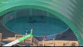 Rescued whales continue to head out to open sea