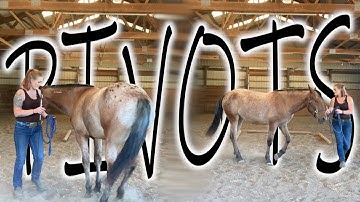 Make your pivots PERFECT for the show ring (simple fixes) // Wild Lily Horsemanship