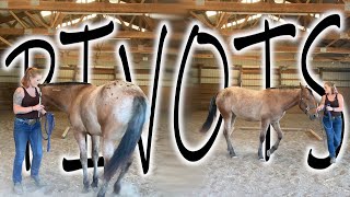 Make your pivots PERFECT for the show ring (simple fixes) // Wild Lily Horsemanship