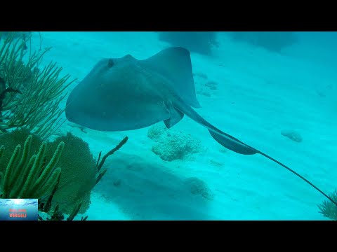 A trapped stingray