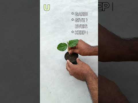 Video: Crepe Jasmine Care - Wie man Crepe Jasmine Pflanzen anbaut