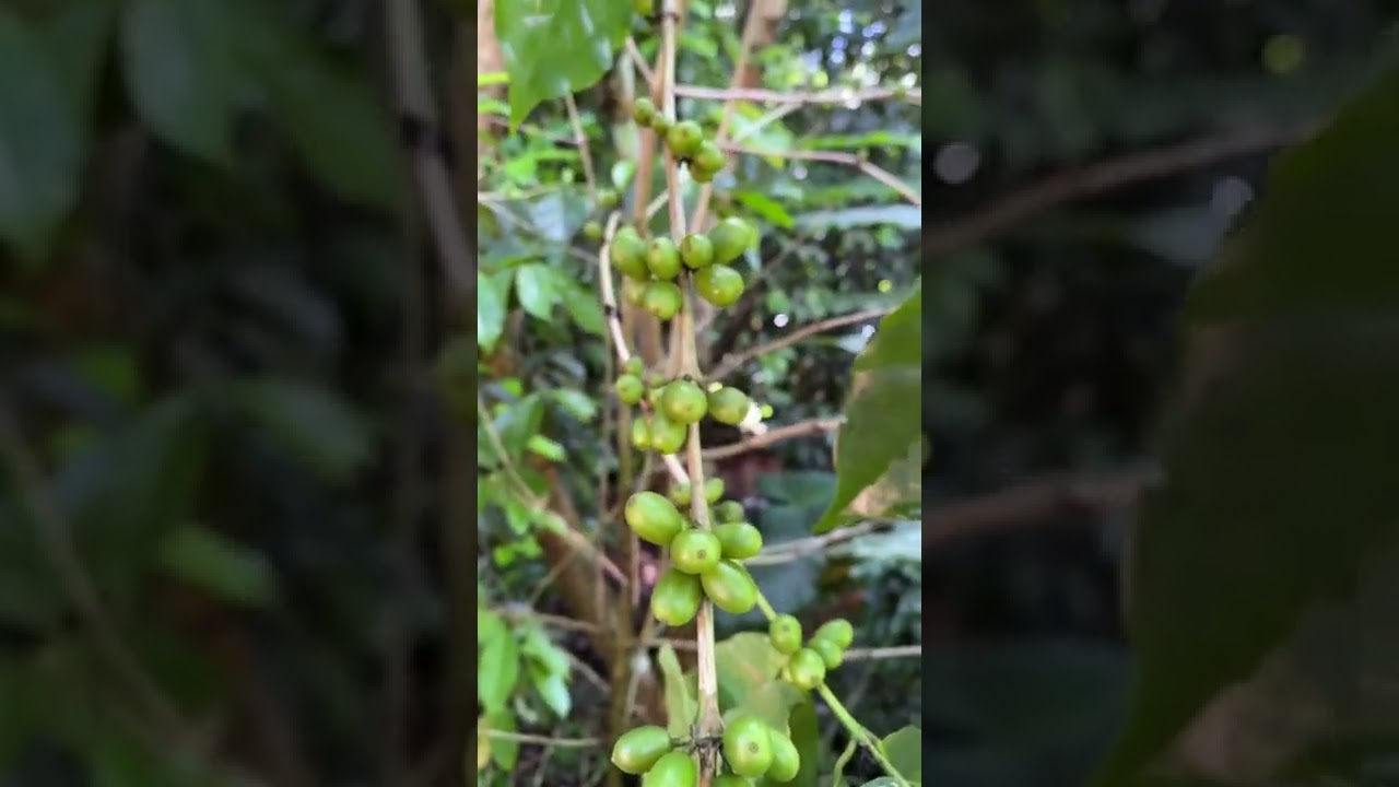 The Coffee Plant And Beans ; Green coffee