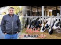 Dairy Farm in New Zealand 🇳🇿 | Vlog | Moazzam Jafry | Ailya Consultants