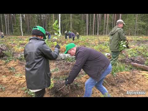 Сотрудники Комитета госконтроля Гродненской области приняли участие в акции "Чистый лес"