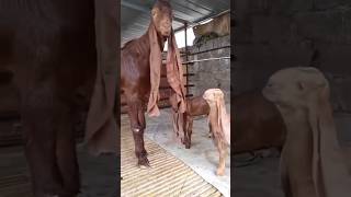 Big Bittal Goat And Kids