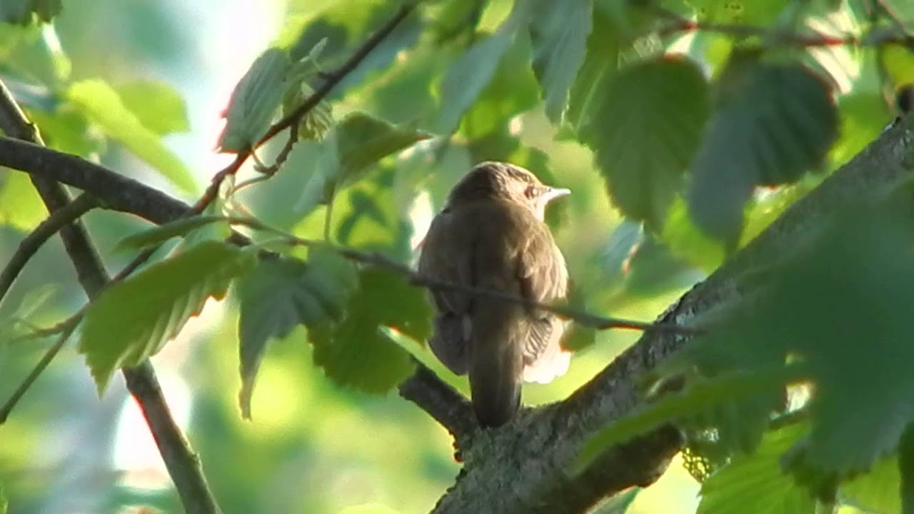Strumieniówka (Locustella fluviatilis) - River warbler 