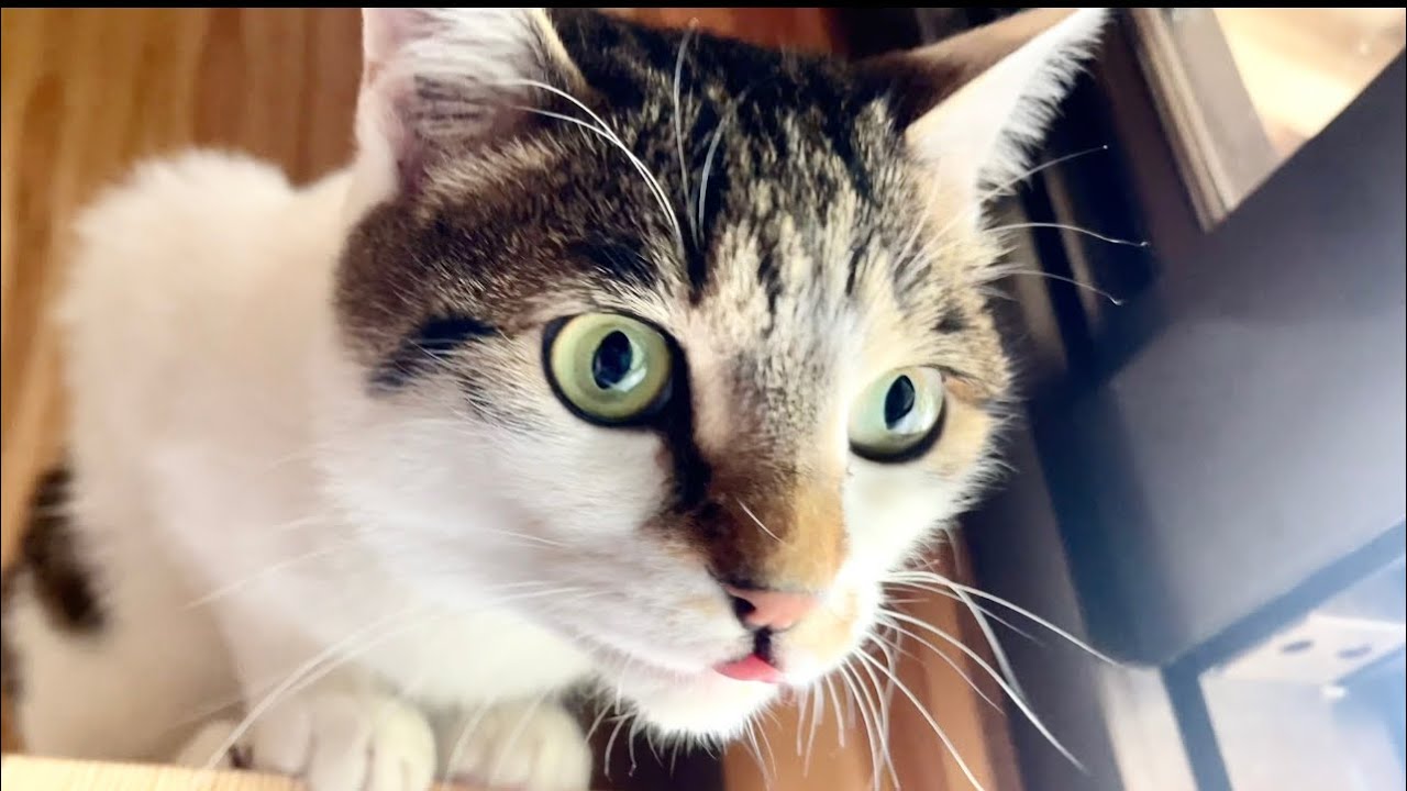 これぞ上から目線の猫🙄 - YouTube