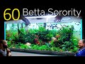 60 Betta Fish Sorority, 1 Aquarium: EPIC 4ft co2 Injected Planted Aquascape Tutorial