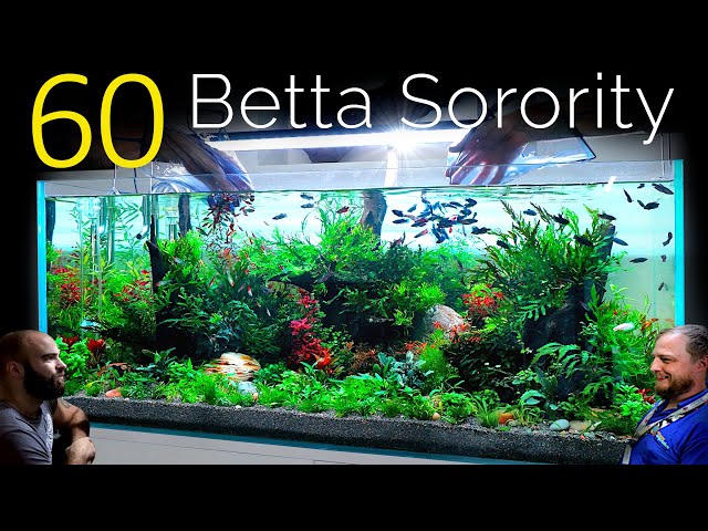 60 Betta Fish Sorority, 1 Aquarium: EPIC 4ft co2 Injected Planted Aquascape  Tutorial 