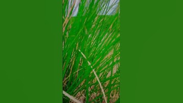 🥀old is gold WhatsApp status video scereen ||90s||#Mk short video