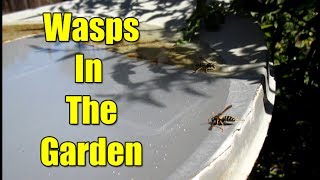 Why Are Wasps Good For A Garden? Hint: It's Not For Pollination Why Wasps Are Great For Your Garden