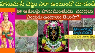Hanuman beera(veera)plant/Intresting Facts About Hanuman Beera Tree And Leaves