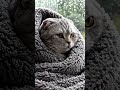 Cute, sad cat wrapped in a comfy blanket#aishorts #cat #kitten #ai