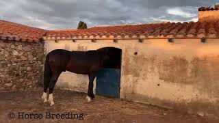 Uno de nuestros caballos preferidos,siempre curioseando