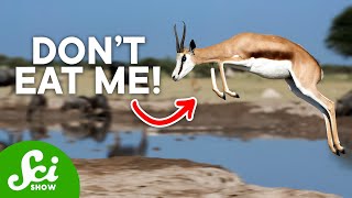 10 Bizarre Ways to Avoid Being Dinner 10 Bizarre Ways to Avoid Being Dinner