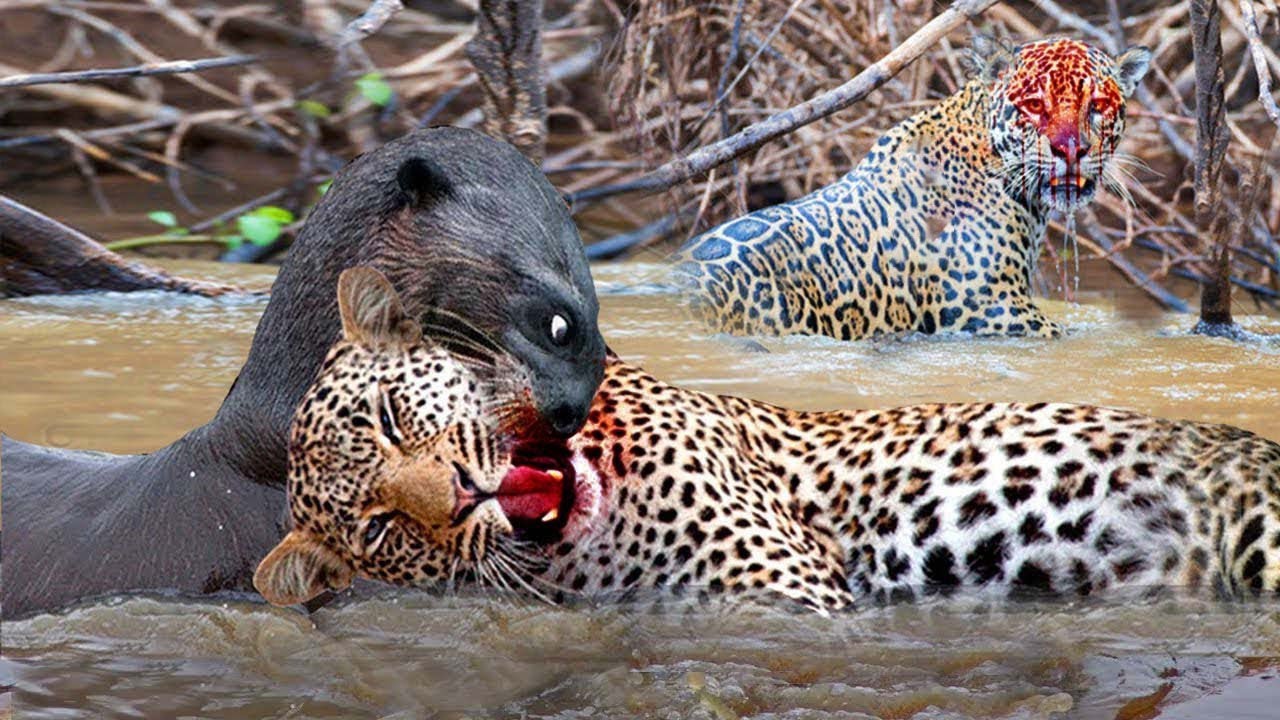 Giant Otter Bite Jaguar Head Seriously Injured For Daring To Attack Its
