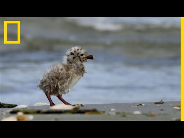 La Panique Des Bebes Mouettes Sur La Plage Youtube