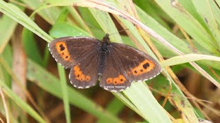 クモマベニヒカゲ（大雪山） - YouTube