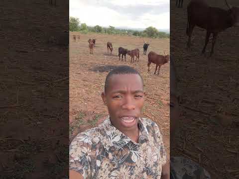 Musukuma Alienda Mjini Akaibiwa