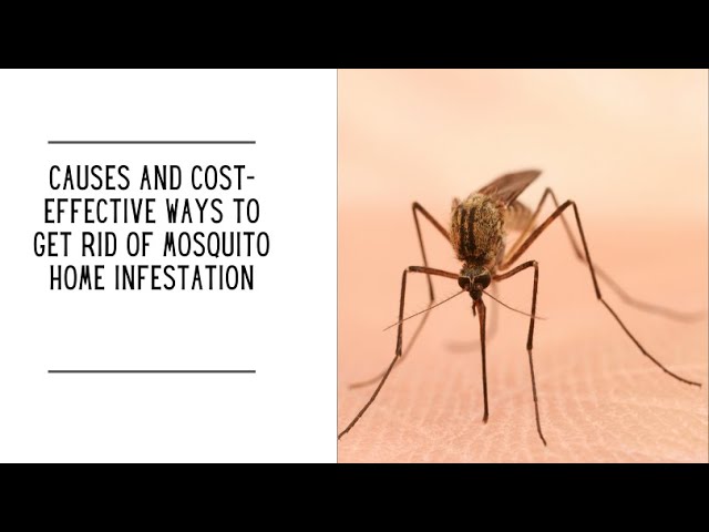 ⁣Causes and Cost Effective Ways to Get Rid of Mosquito Home Infestation