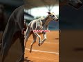 Greyhound vs Racehorse: Who’s the Ultimate Speed Champion? 🐕💨