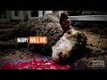 What REALLY happens on live export ships?