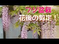 フジ盆栽 花後の剪定!