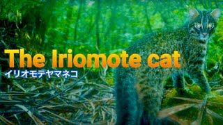 イリオモテ猫ページ 絶滅危惧種イリオモテヤマネコと会うには？生態・特徴・生息地を