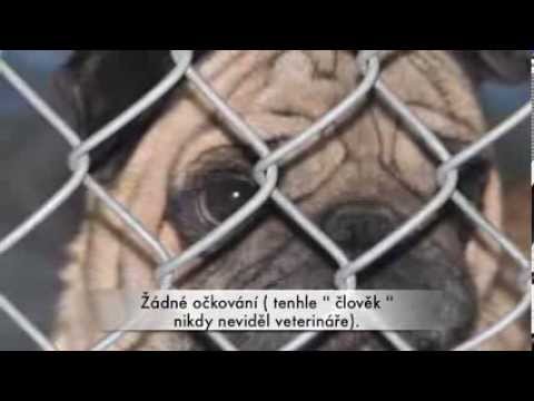MNOŽÍRNY - Kruté továrny na sny ... :(