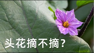 茄子的第一朵花要不要摘掉 茄子的第一次修剪雖然簡單 但很关键 How To Grow Eggplant In Pot Youtube