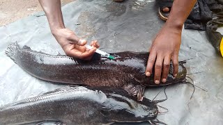 How to hatch catfish fry | 100% free information (value ₦250k ), hatching Secret exposed