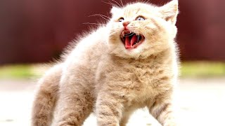 Самые смешные видео приколы с животными! Видео с котиками и собаками 2022 №8